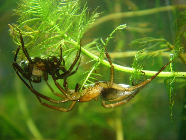 spider4