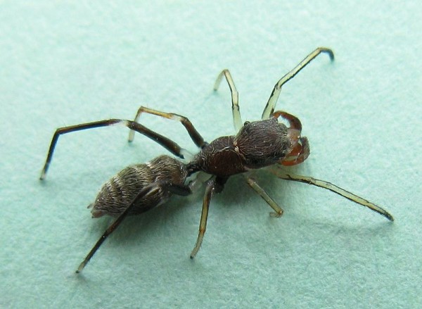 spider7
