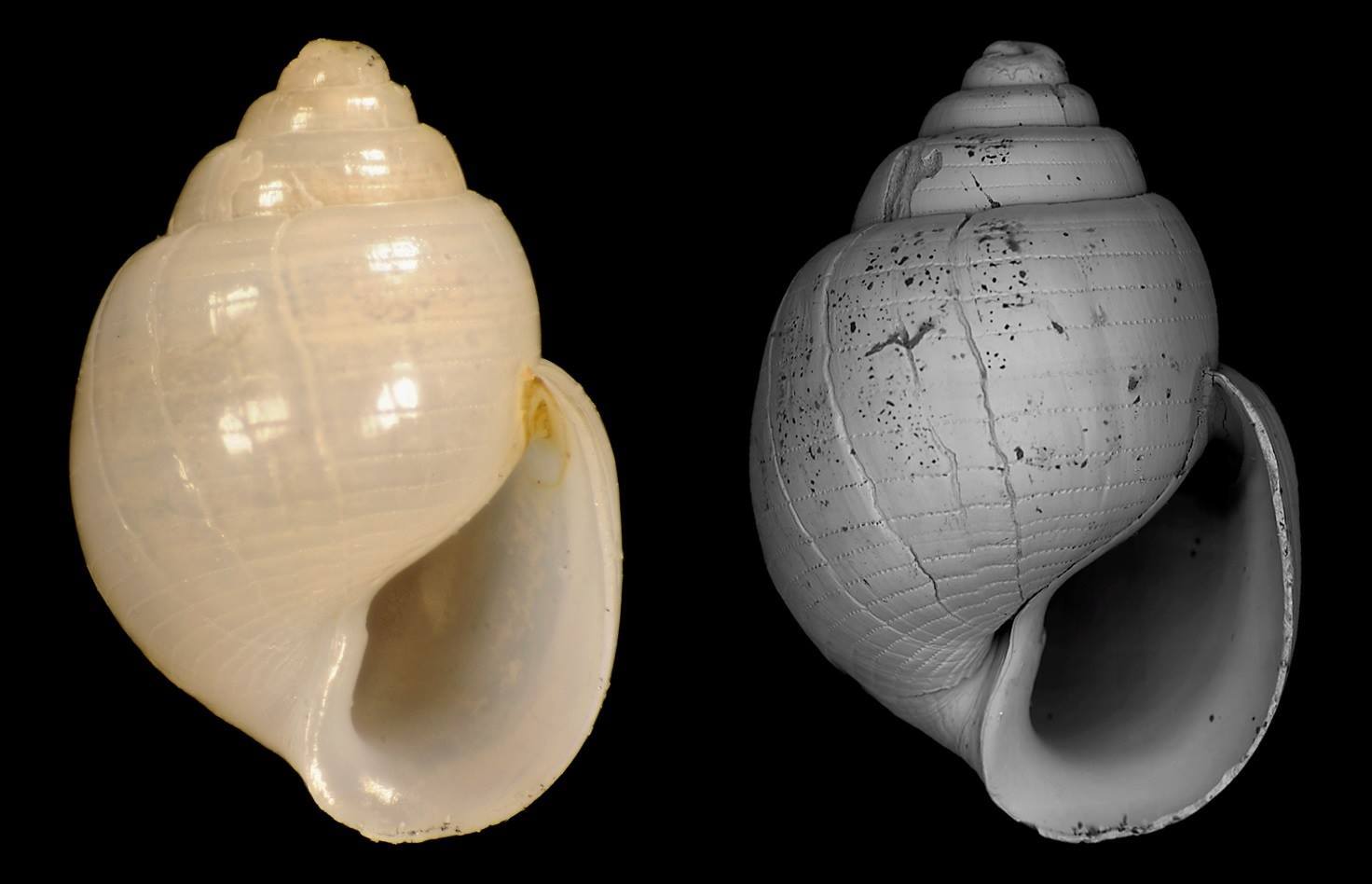 rodrigo-salvador-rapturella-ryani