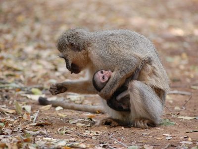 20 fotos que demonstram o amor de mãe no mundo animal