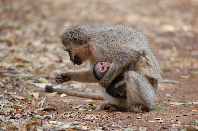 20 fotos que demonstram o amor de mãe no mundo animal