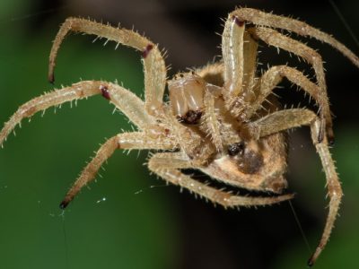 7 fatos que vão te fazer começar a ter medo de aranhas