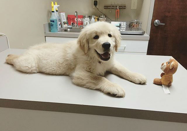 9 perguntas que devem ser feitas na primeira consulta veterinária