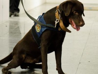 BAC recebe certificação internacional em intercâmbio com membros do RAID (Polícia Francesa)