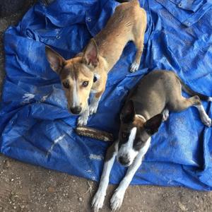 Cães abandonados vencem mulher pelo cansaço e ganham novo lar
