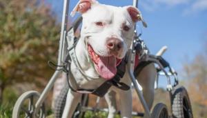 Cão que mal podia andar viaja por todo os Estados Unidos com seu tutor