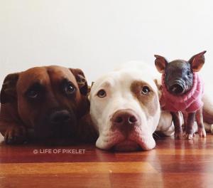 Pit Bulls amorosos se derretem por sua mais nova irmãzinha
