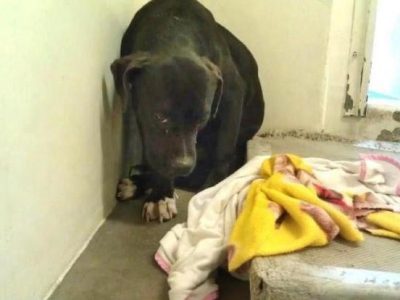 Pit bull abandonada tinha tanto medo que precisava ser carregada no colo para sair do canil