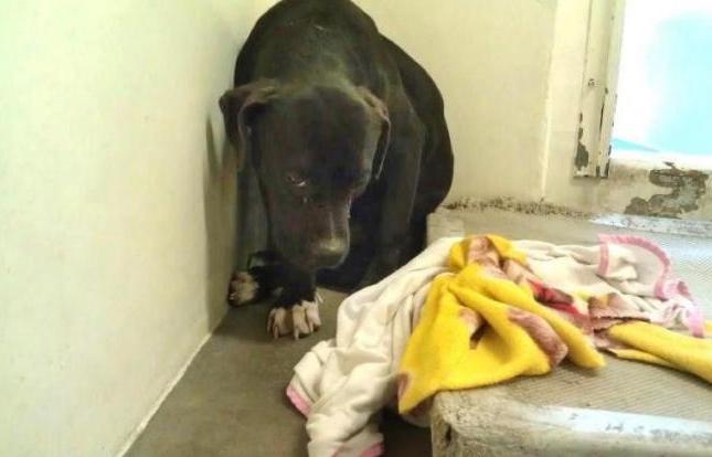 Pit bull abandonada tinha tanto medo que precisava ser carregada no colo para sair do canil
