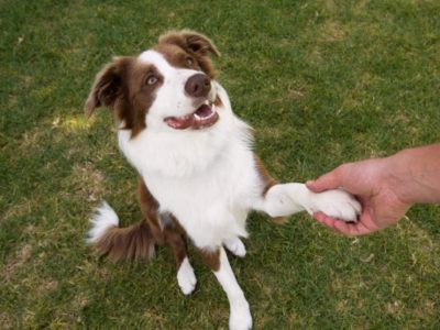 Cães dando uma ‘mãozinha’ para seus tutores