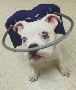 Cão cego encontra irmão mais velho perfeito para lhe ajudar