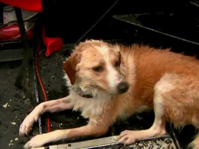 Equipe resgata cachorro que foi abandonado durante enchente nos Estados Unidos