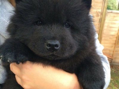 Por que temos vontade de apertar cães fofinhos?