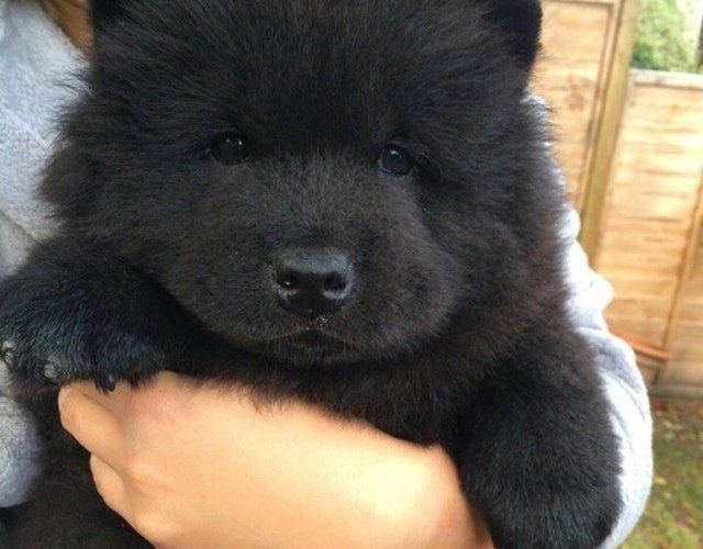 Por que temos vontade de apertar cães fofinhos?